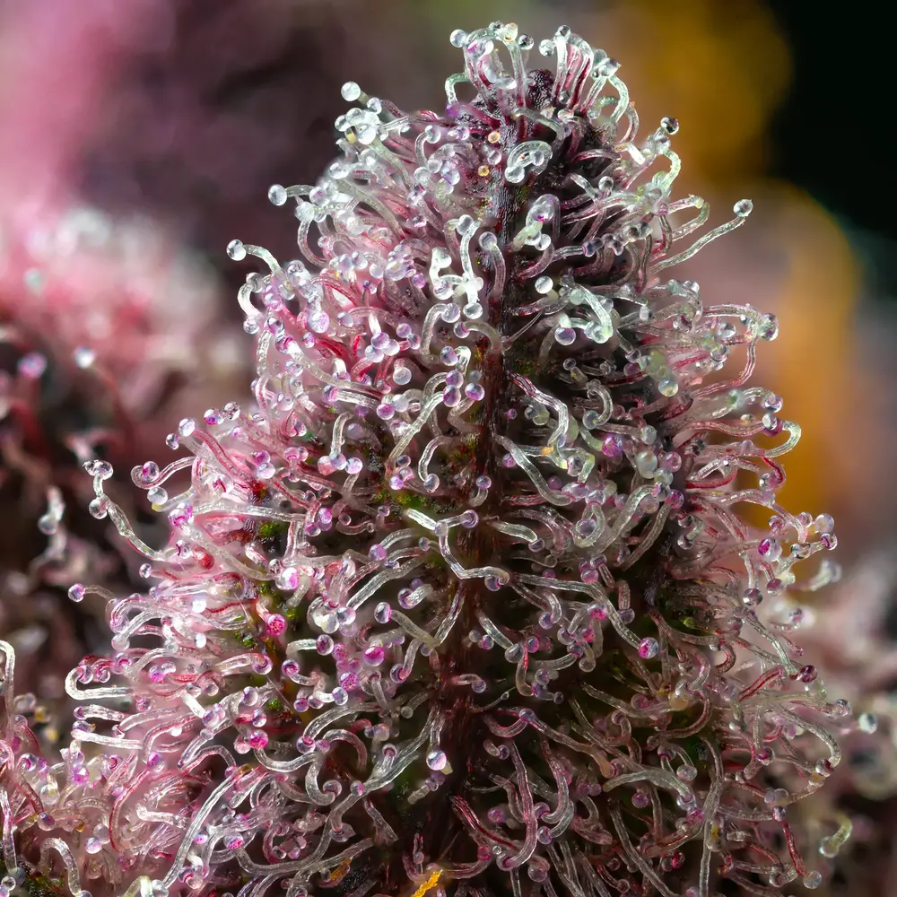Barney's Farm - Cherry Poppers (fem.)