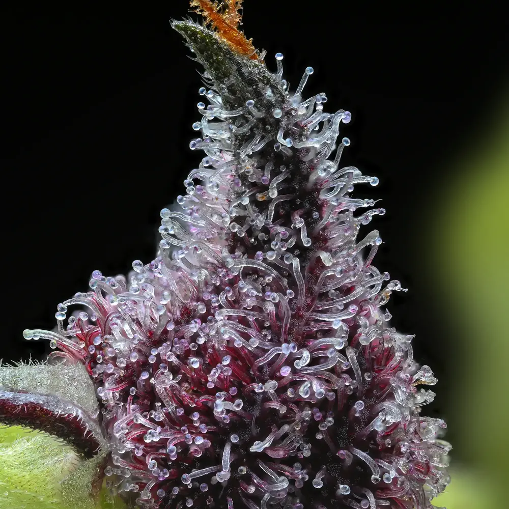Barney's Farm - Cherry Poppers (fem.)