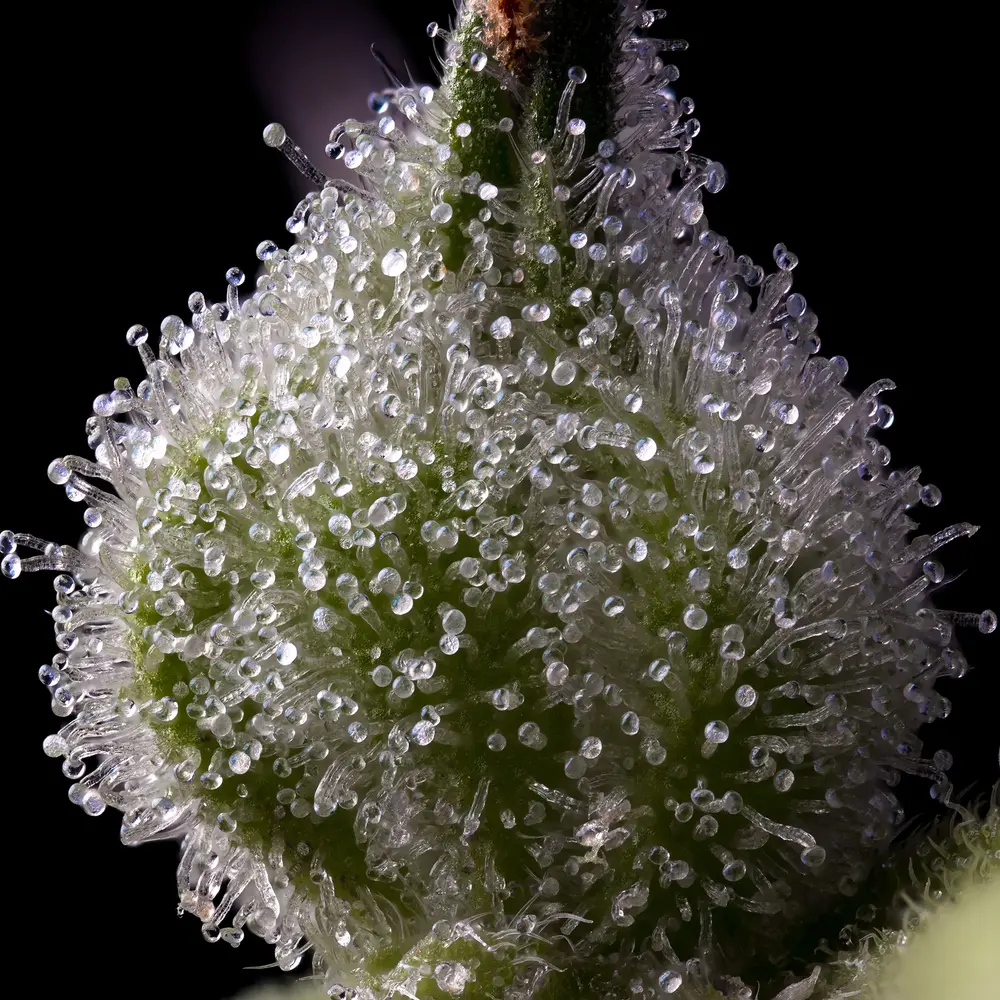 Barney's Farm - Mendo Breath (fem.)