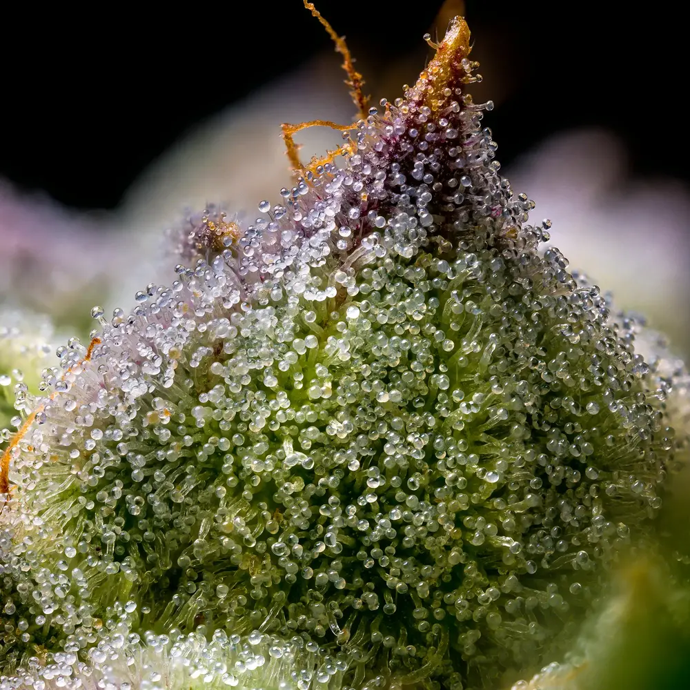 Barney's Farm - Mendo Breath (fem.)