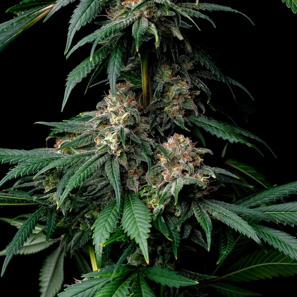 Barney's Farm - Mendo Breath (fem.)