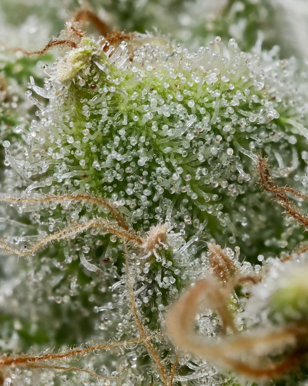 Barney's Farm - Bruce Banner (fem.)