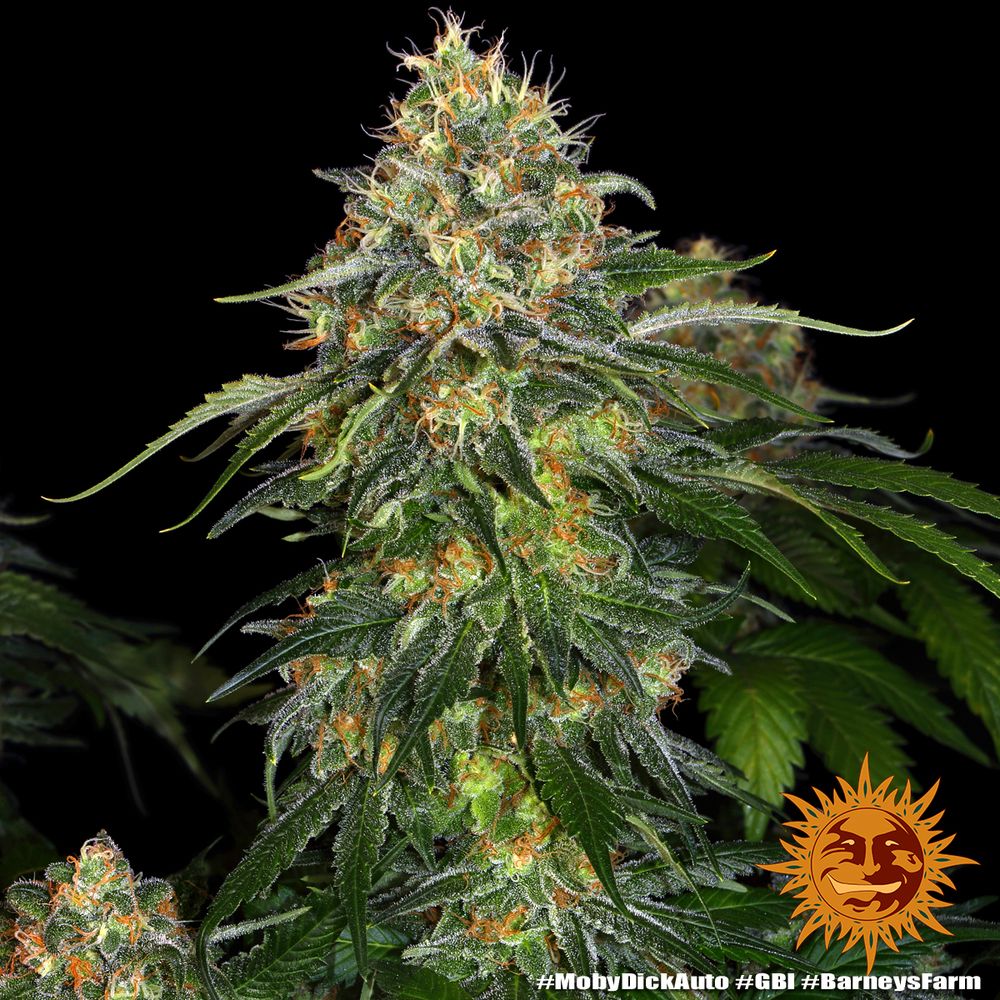 Barney's Farm - Moby Dick Auto (auto/fem.)