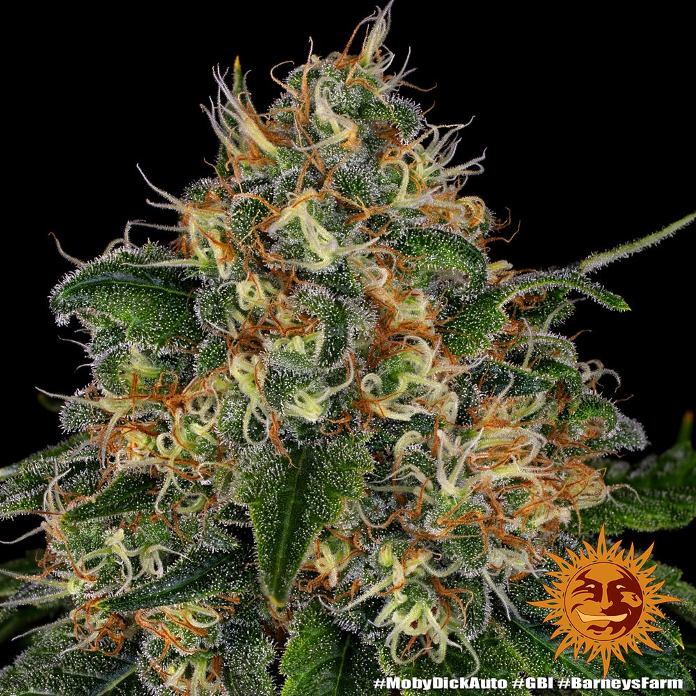 Barney's Farm - Moby Dick Auto (auto/fem.)