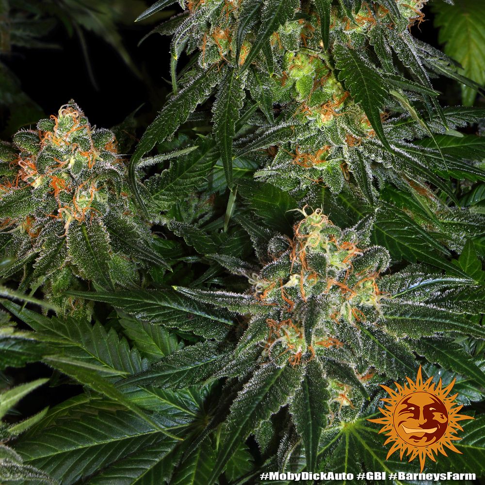 Barney's Farm - Moby Dick Auto (auto/fem.)