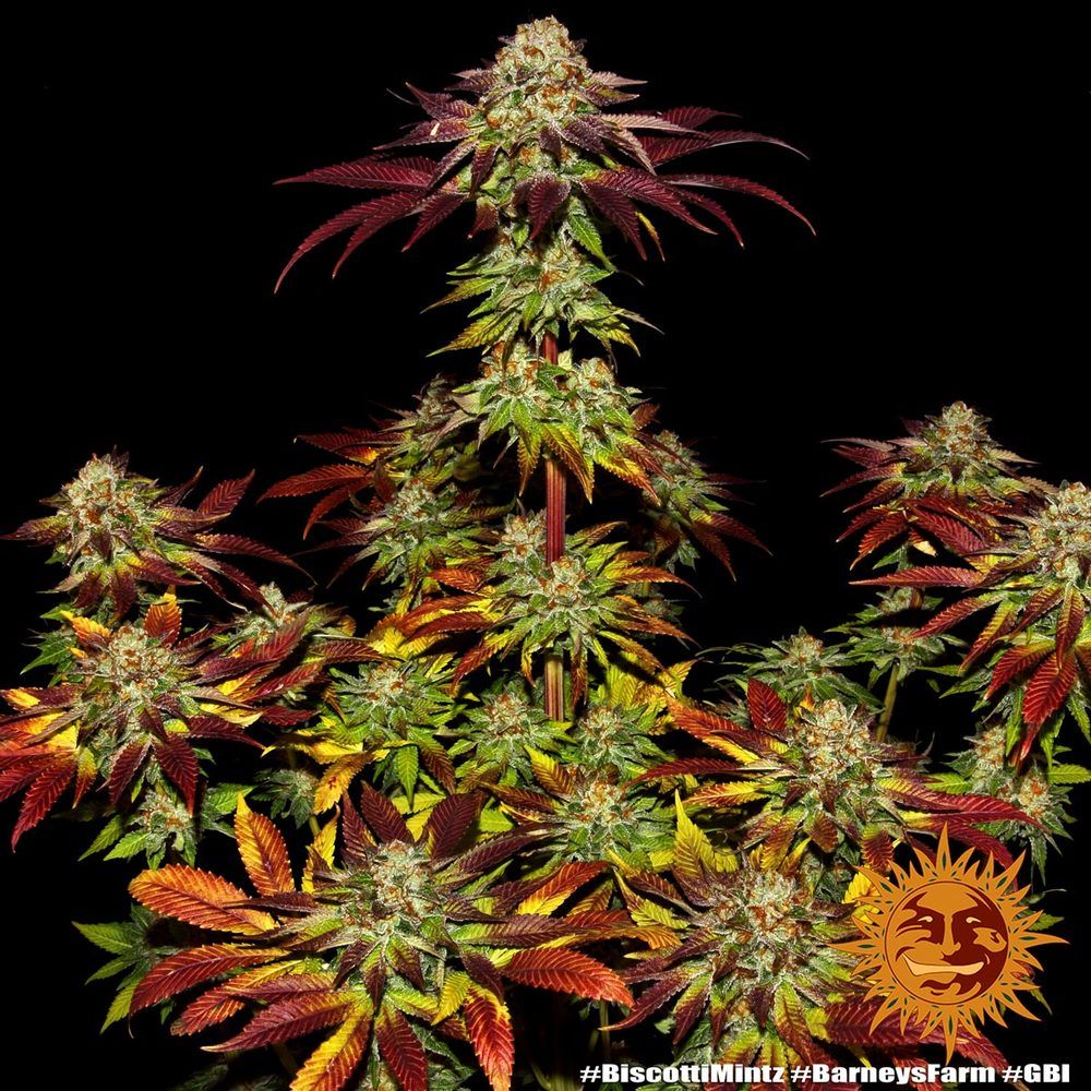Barney's Farm - Biscotti Mintz (fem.)