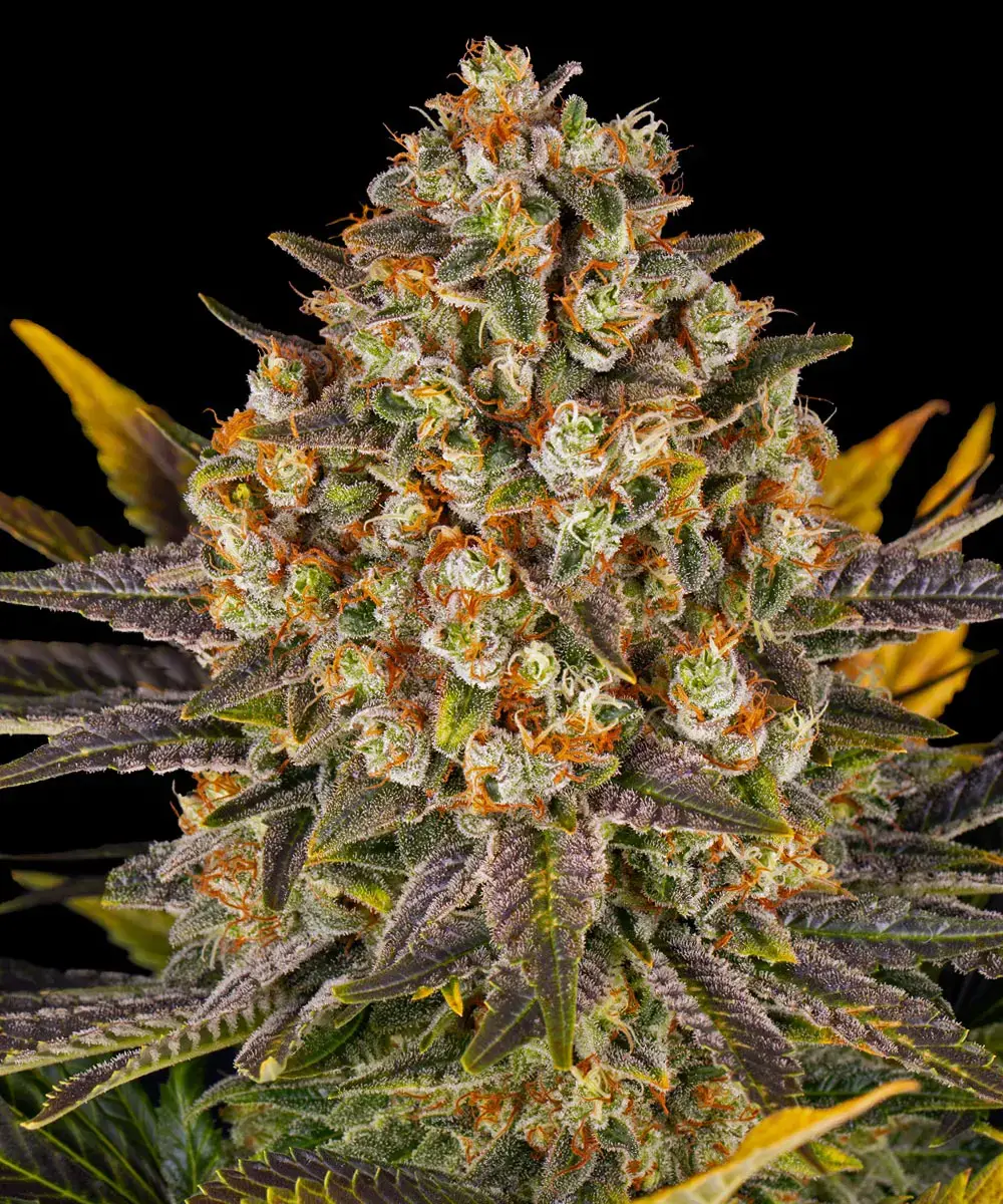 Barney's Farm - Banana Punch (fem.)