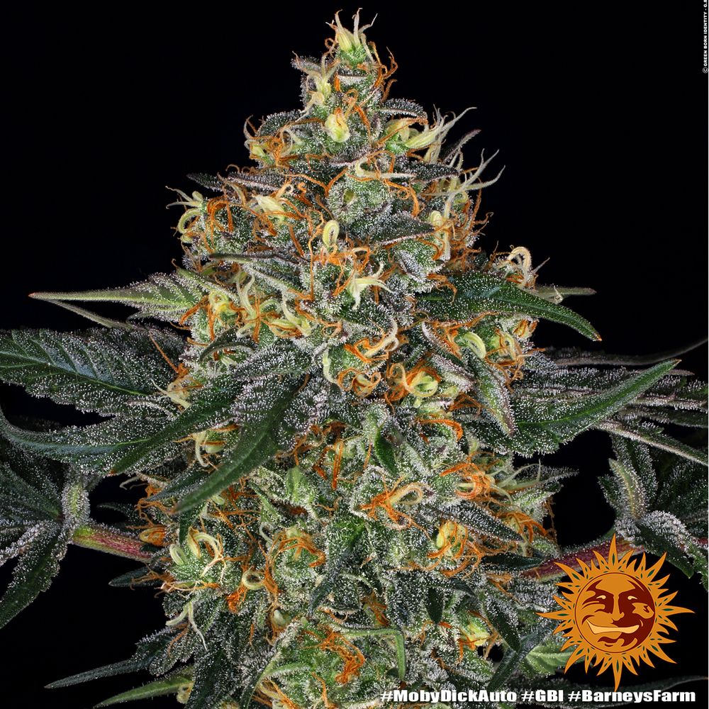 Barney's Farm - Moby Dick Auto (auto/fem.)