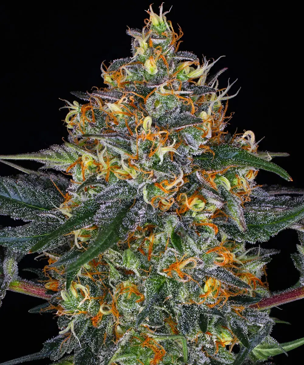 Barney's Farm - Moby Dick Auto (auto/fem.)