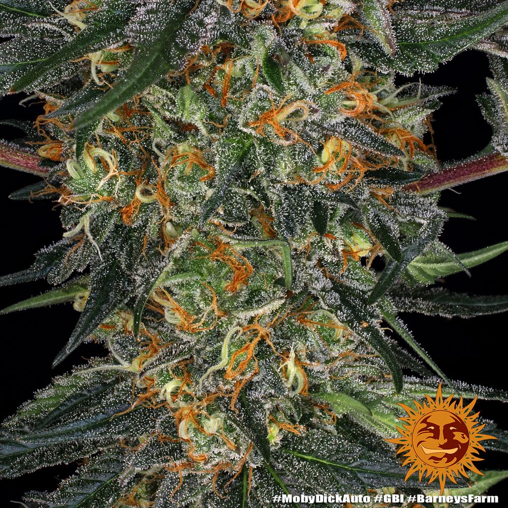 Barney's Farm - Moby Dick Auto (auto/fem.)