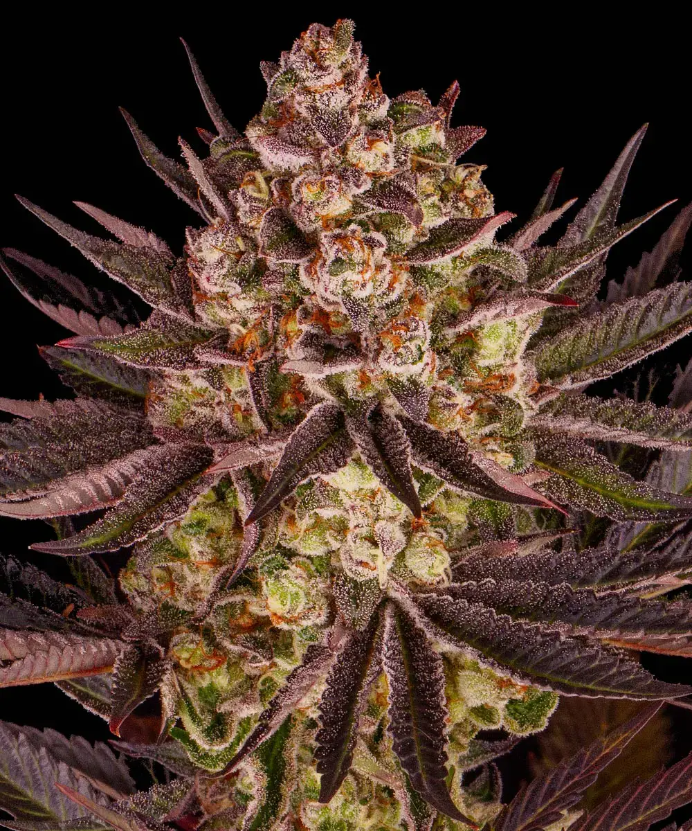 Barney's Farm - Biscotti Mintz (fem.) Barney's Farm - Biscotti Mintz (fem.)