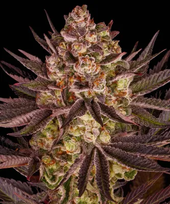 Barney's Farm - Biscotti Mintz (fem.) 08011