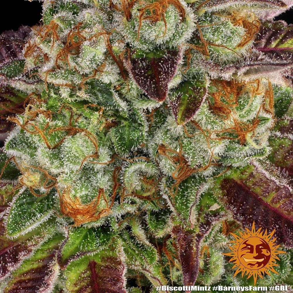 Barney's Farm - Biscotti Mintz (fem.)