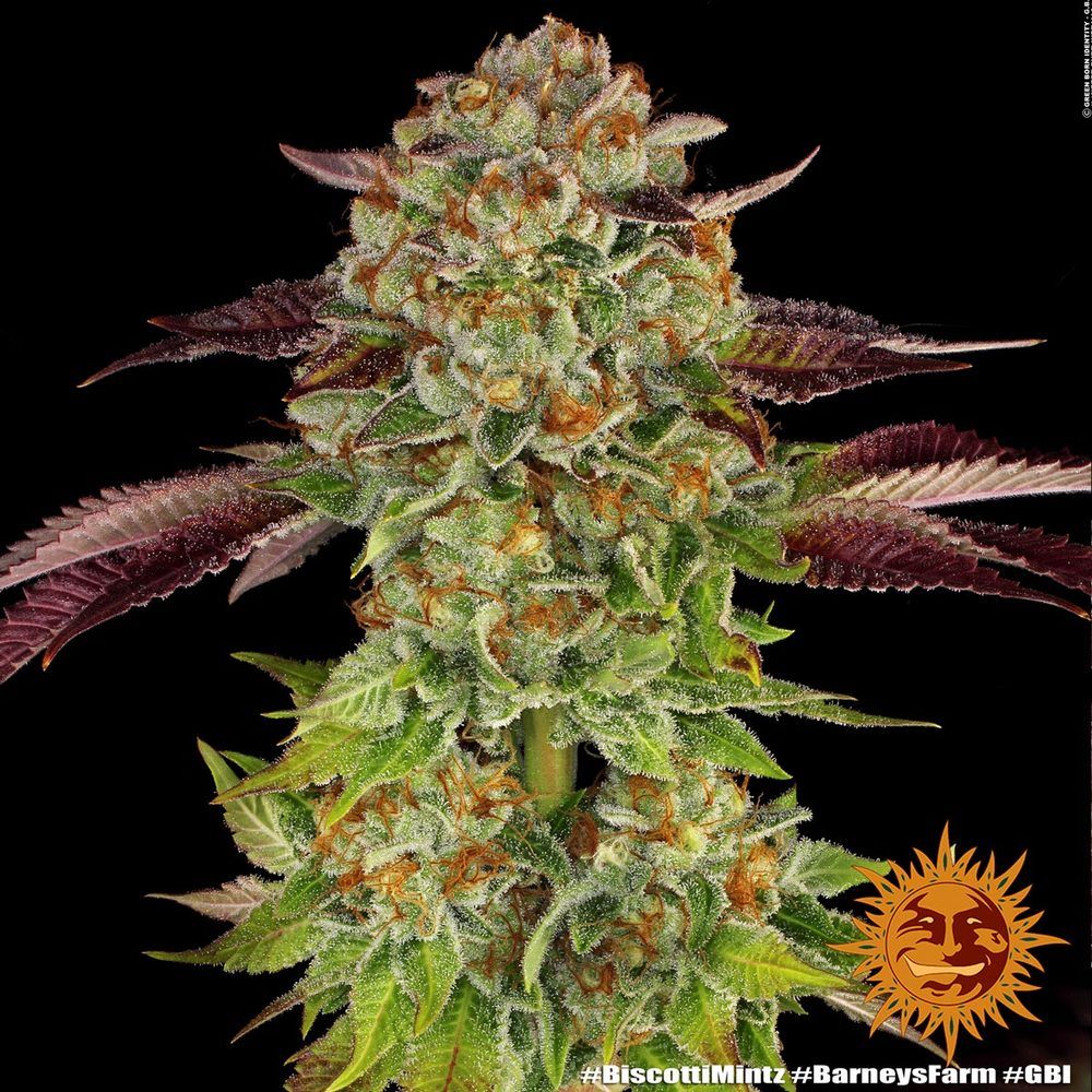 Barney's Farm - Biscotti Mintz (fem.)