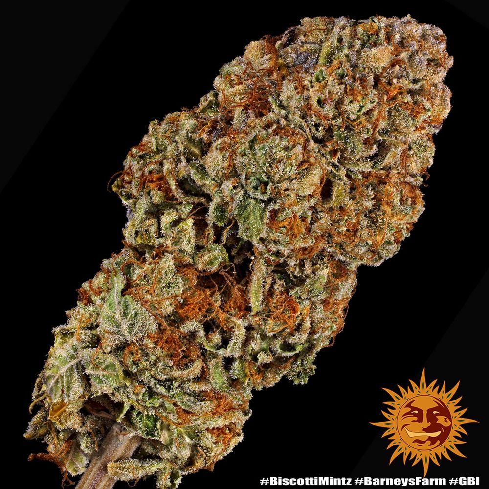 Barney's Farm - Biscotti Mintz (fem.)
