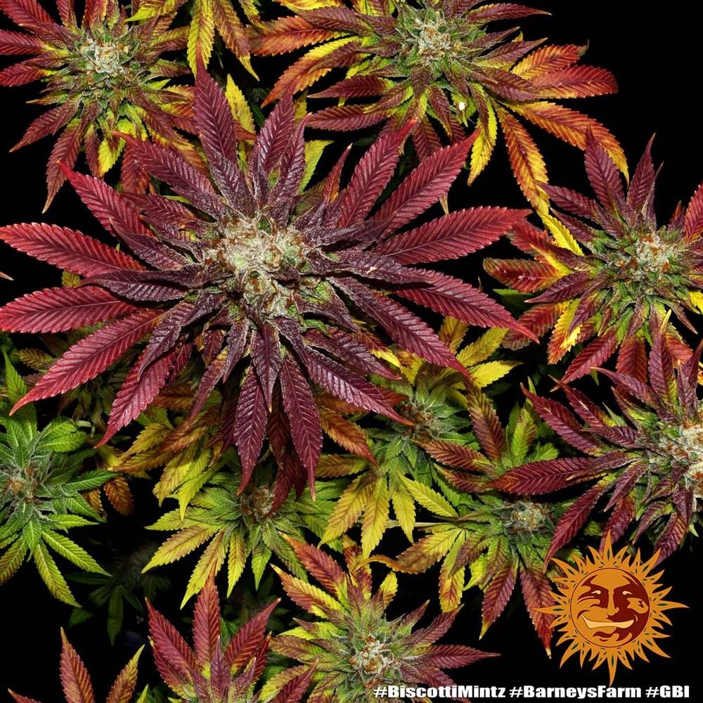 Barney's Farm - Biscotti Mintz (fem.)