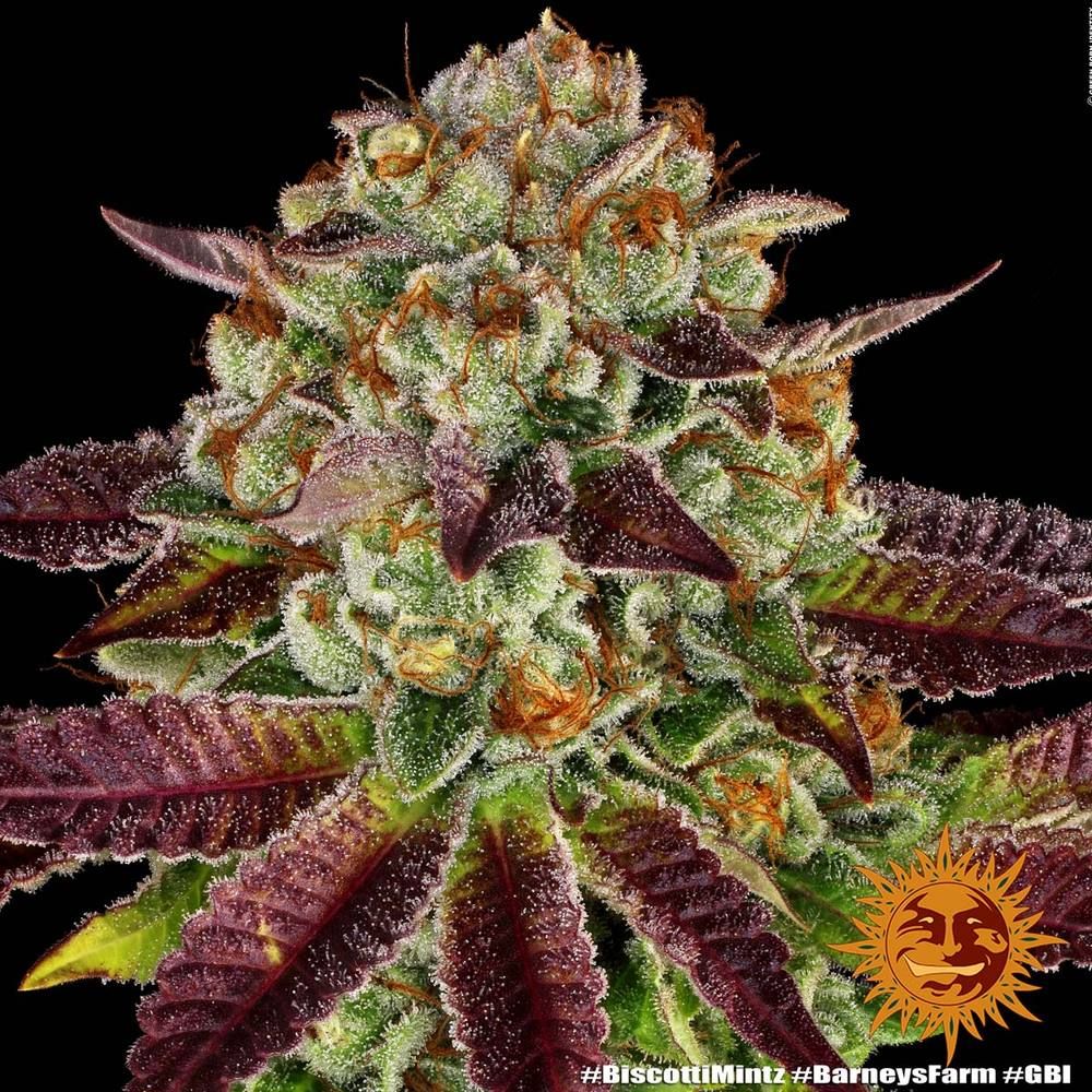 Barney's Farm - Biscotti Mintz (fem.)