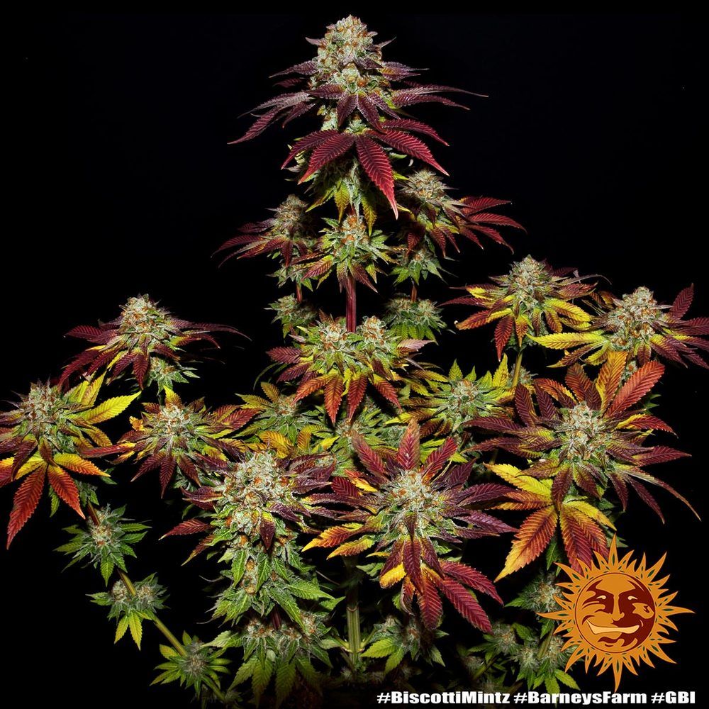 Barney's Farm - Biscotti Mintz (fem.)