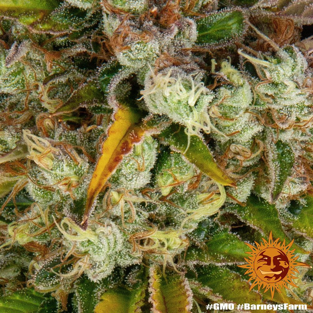 Barney's Farm - GMO (fem.)