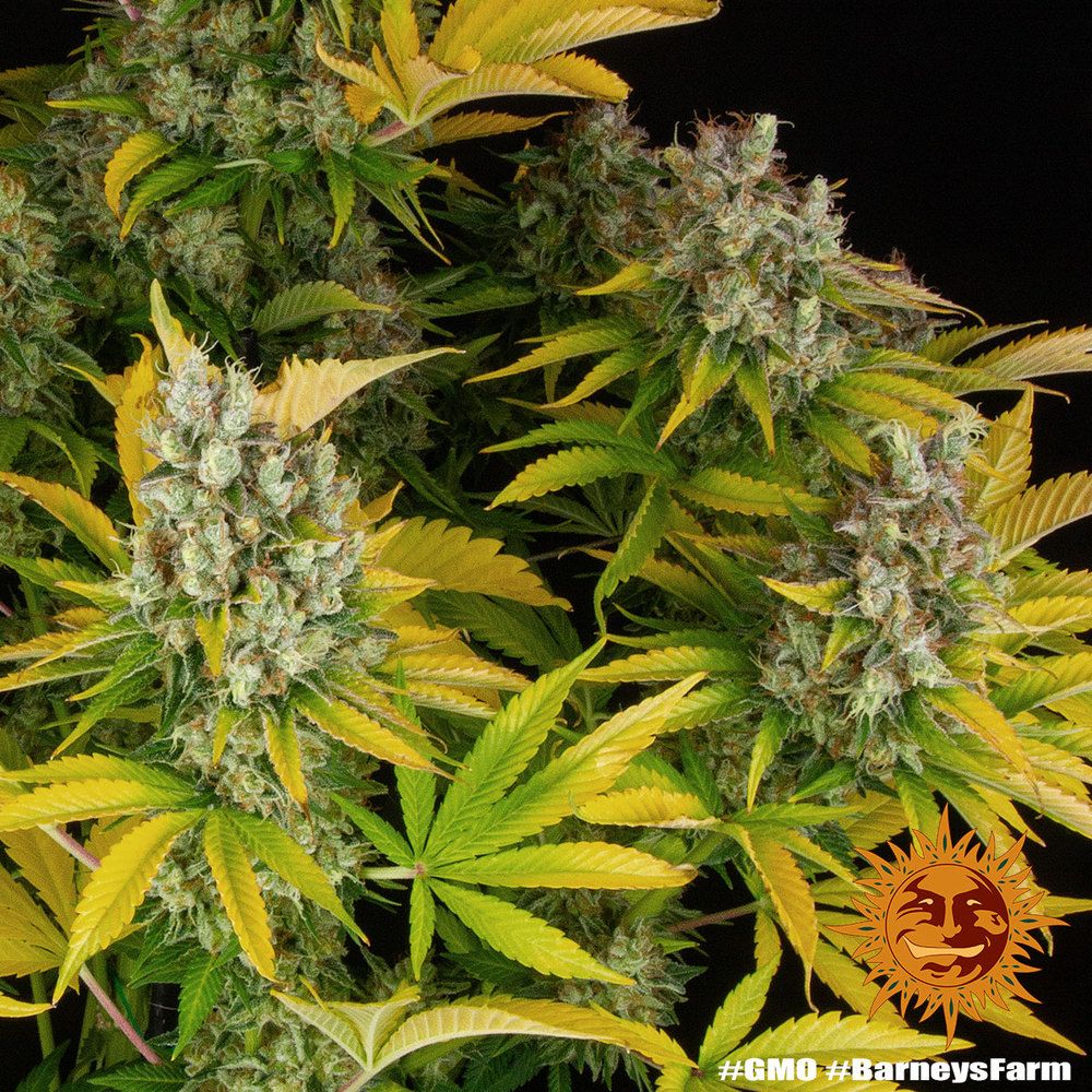Barney's Farm - GMO (fem.)