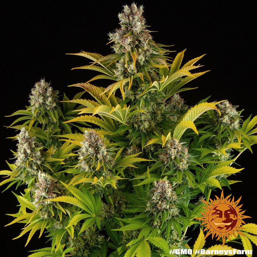 Barney's Farm - GMO (fem.)