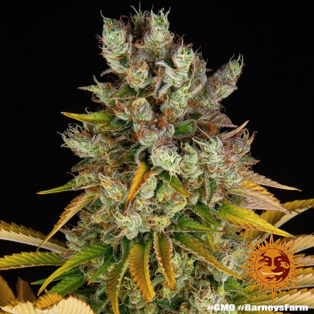 Barney's Farm - GMO (fem.)