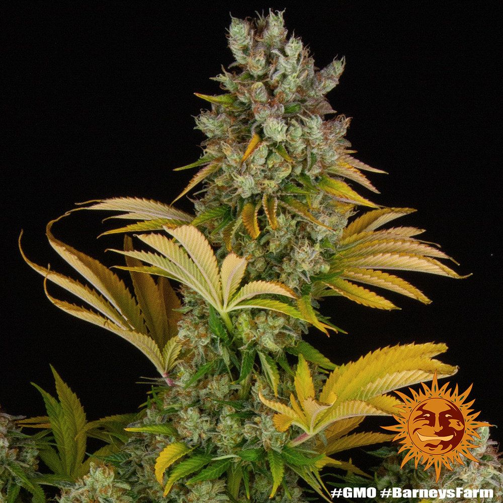 Barney's Farm - GMO (fem.)