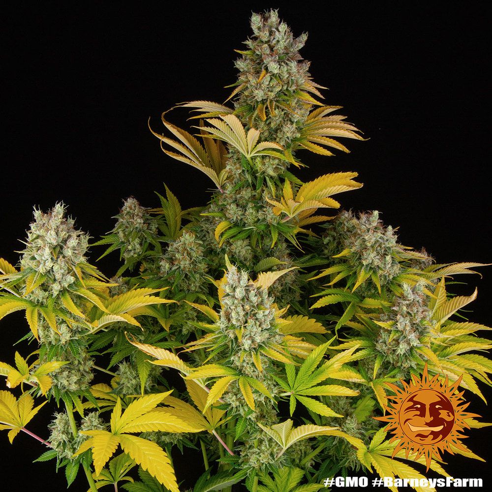 Barney's Farm - GMO (fem.)