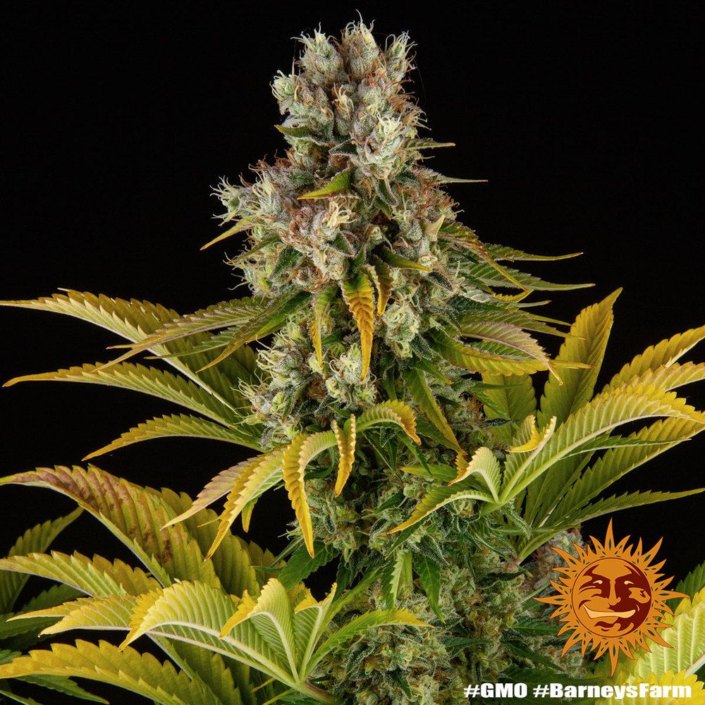 Barney's Farm - GMO (fem.)