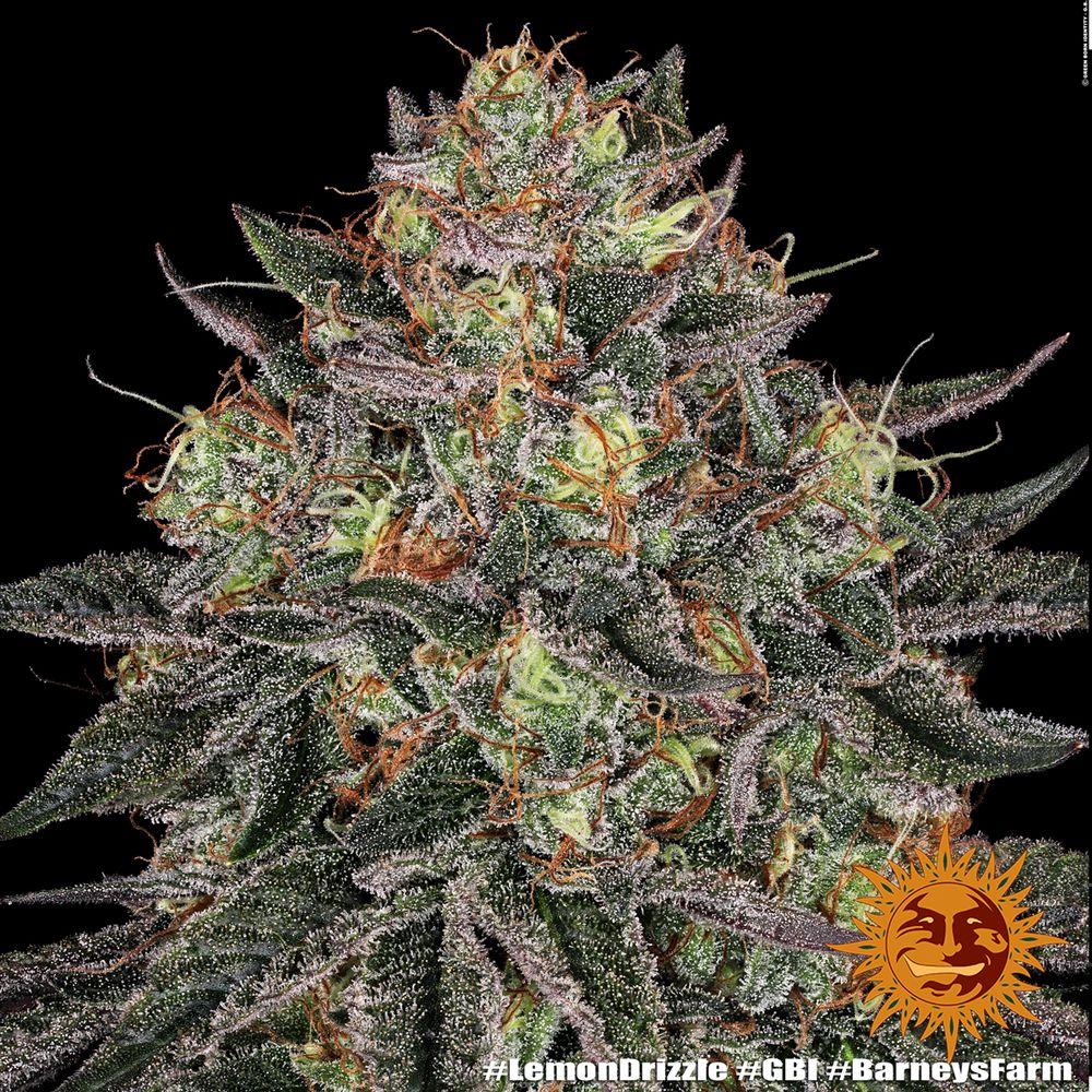 Barney's Farm - Lemon Drizzle (fem.)