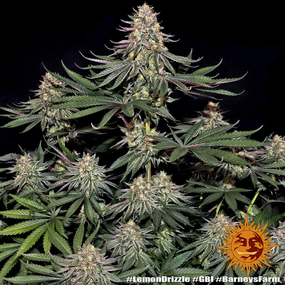 Barney's Farm - Lemon Drizzle (fem.)