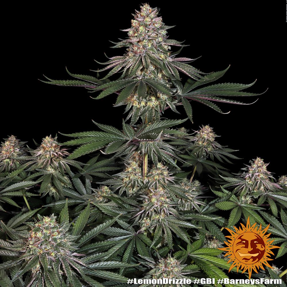 Barney's Farm - Lemon Drizzle (fem.)