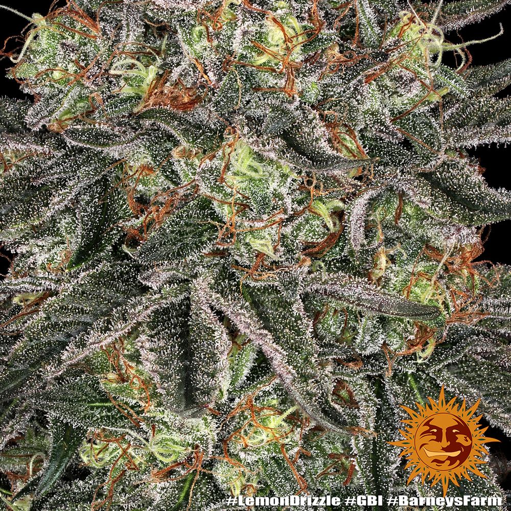 Barney's Farm - Lemon Drizzle (fem.)