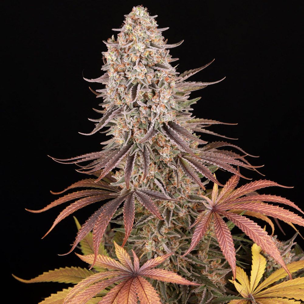 Barney's Farm - Sour Strawberry (fem.)