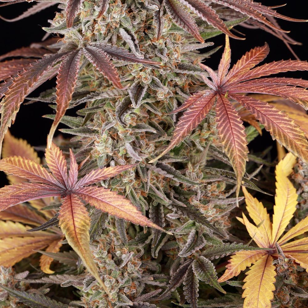 Barney's Farm - Sour Strawberry (fem.)