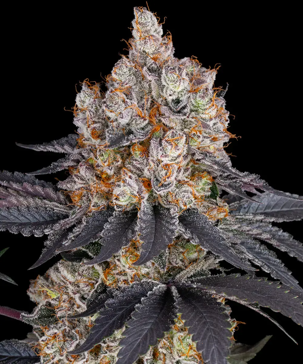 Barney's Farm - Gelato (fem.)
