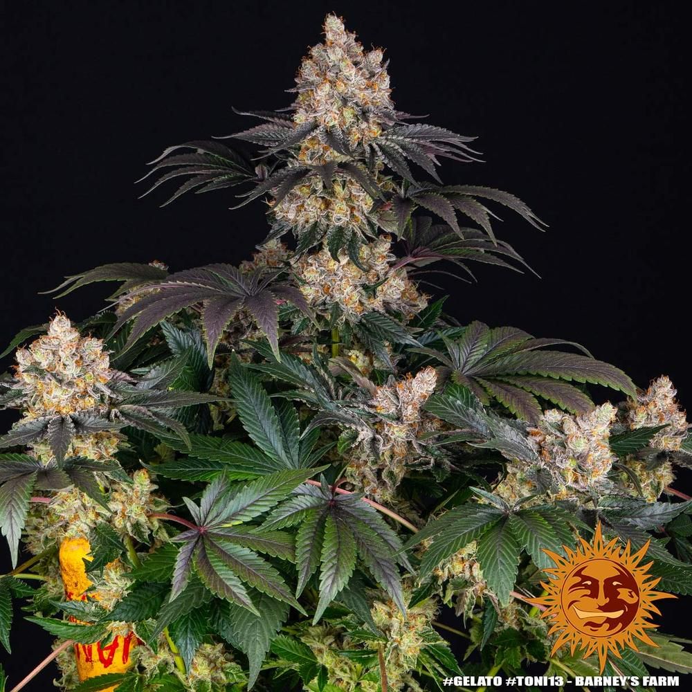Barney's Farm - Gelato (fem.)