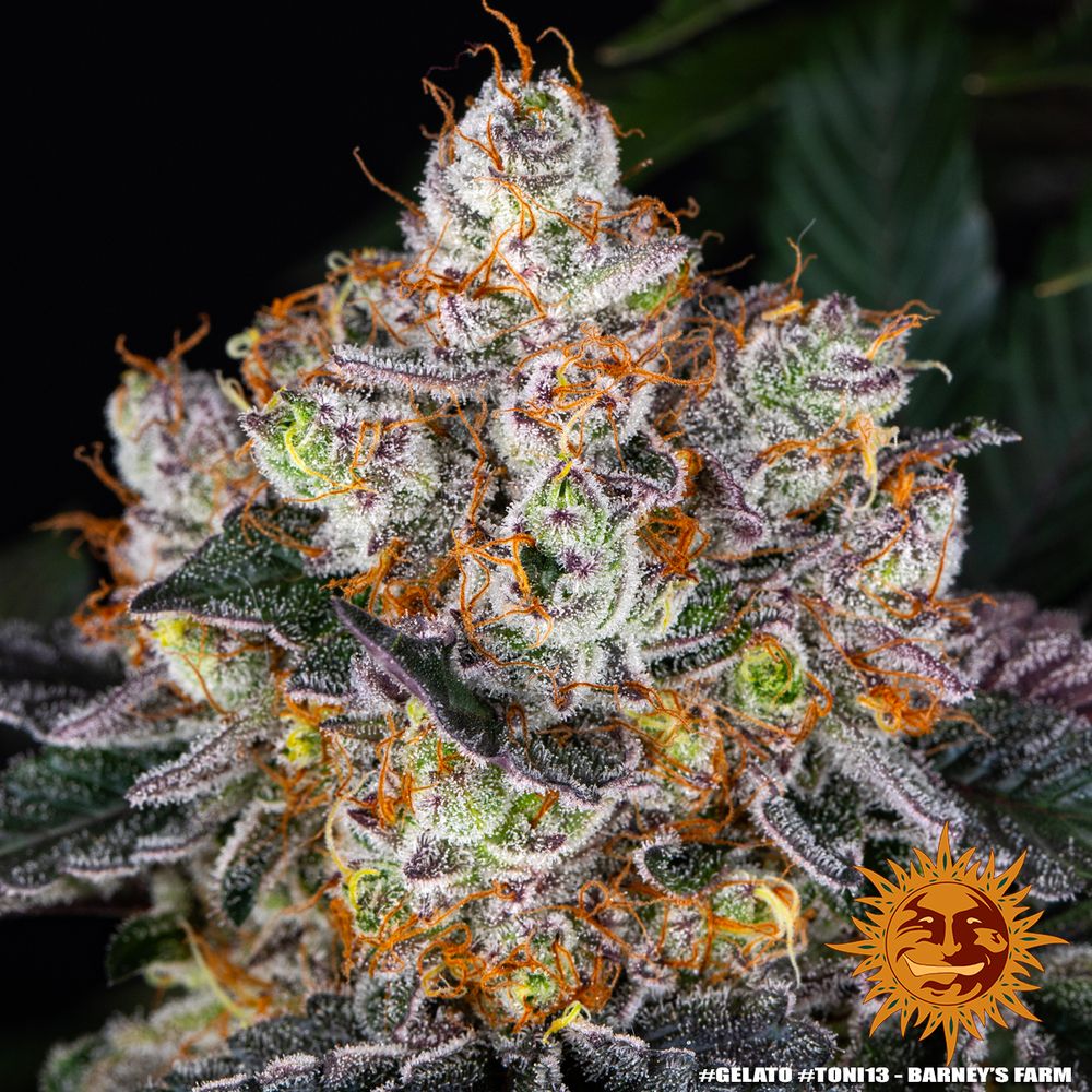 Barney's Farm - Gelato (fem.)