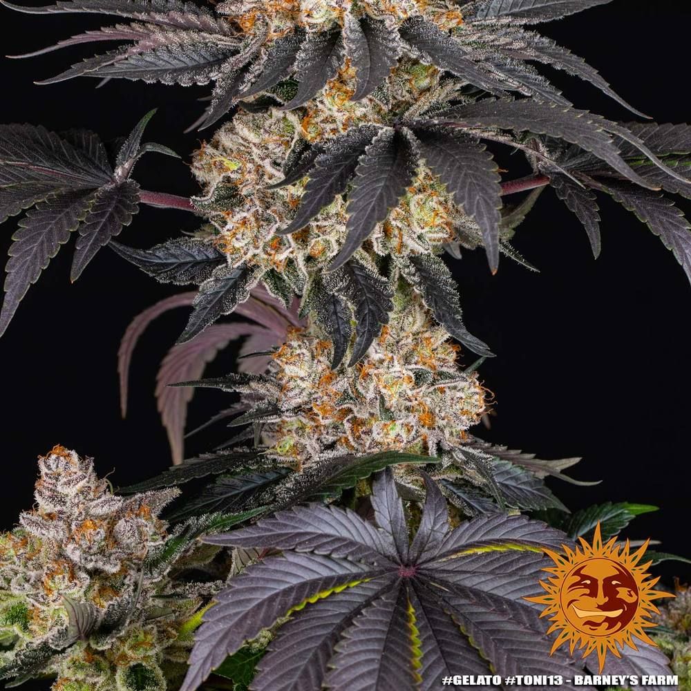 Barney's Farm - Gelato (fem.)