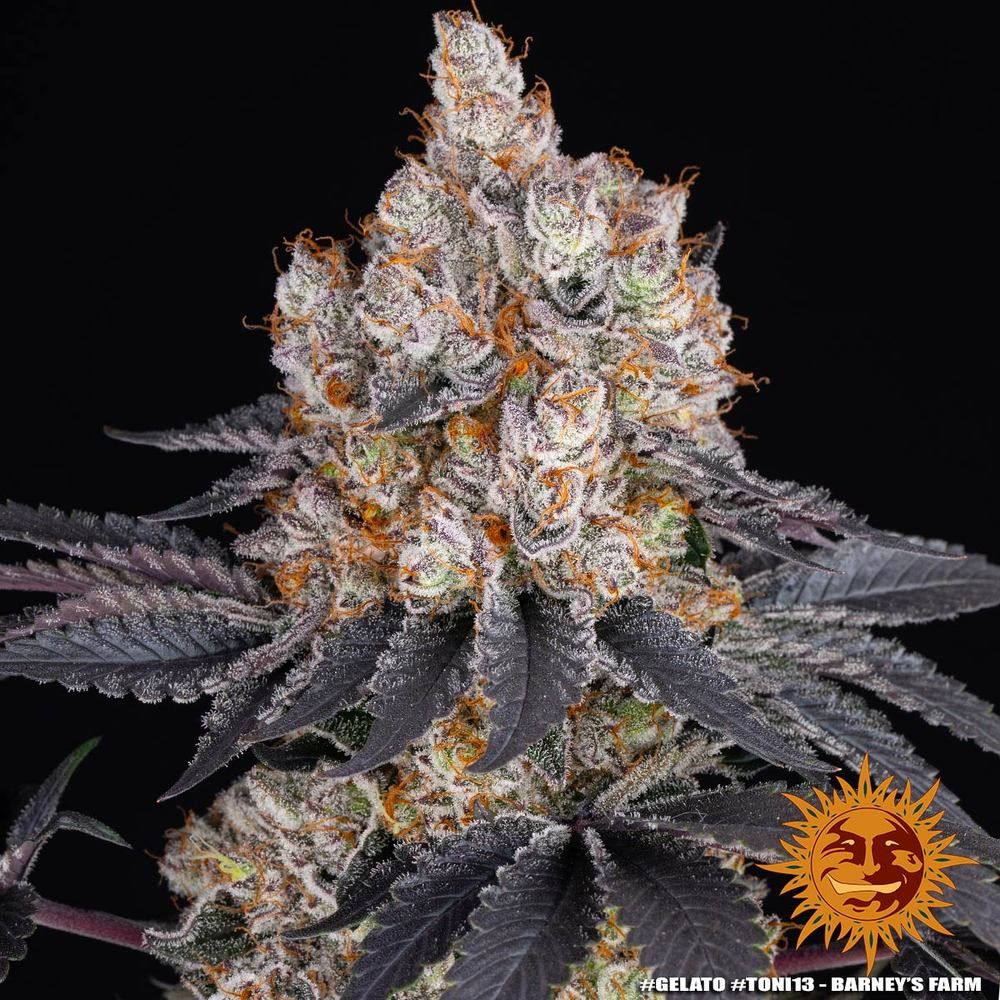 Barney's Farm - Gelato (fem.)
