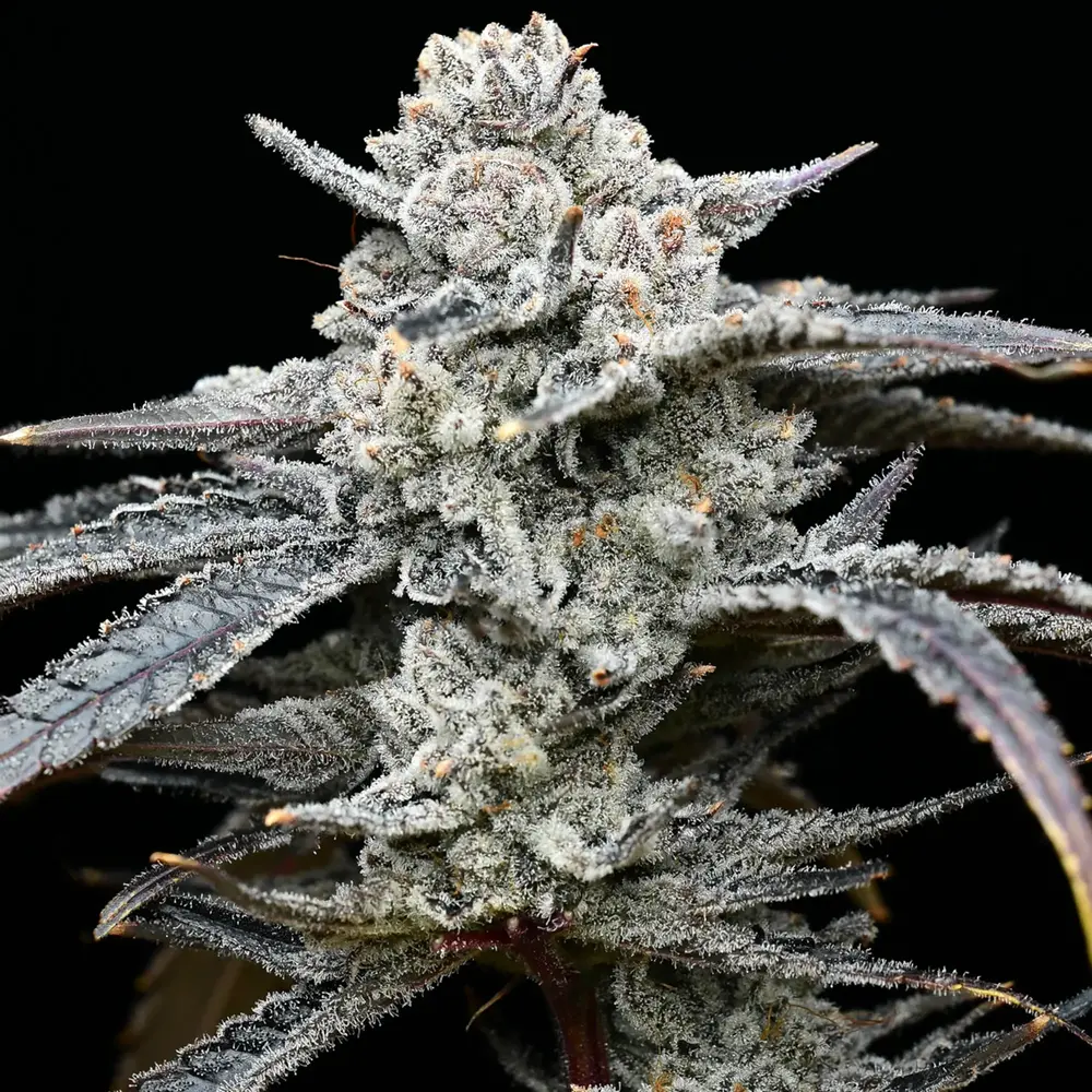 Barney's Farm - Lemon Cherry Gelato (fem.)