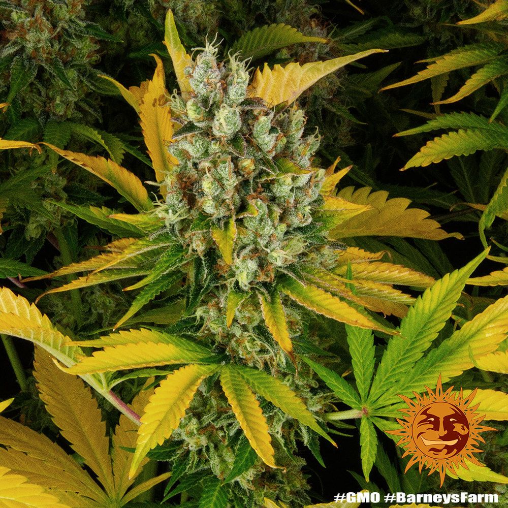 Barney's Farm - GMO (fem.)
