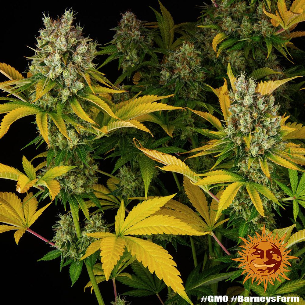 Barney's Farm - GMO (fem.)