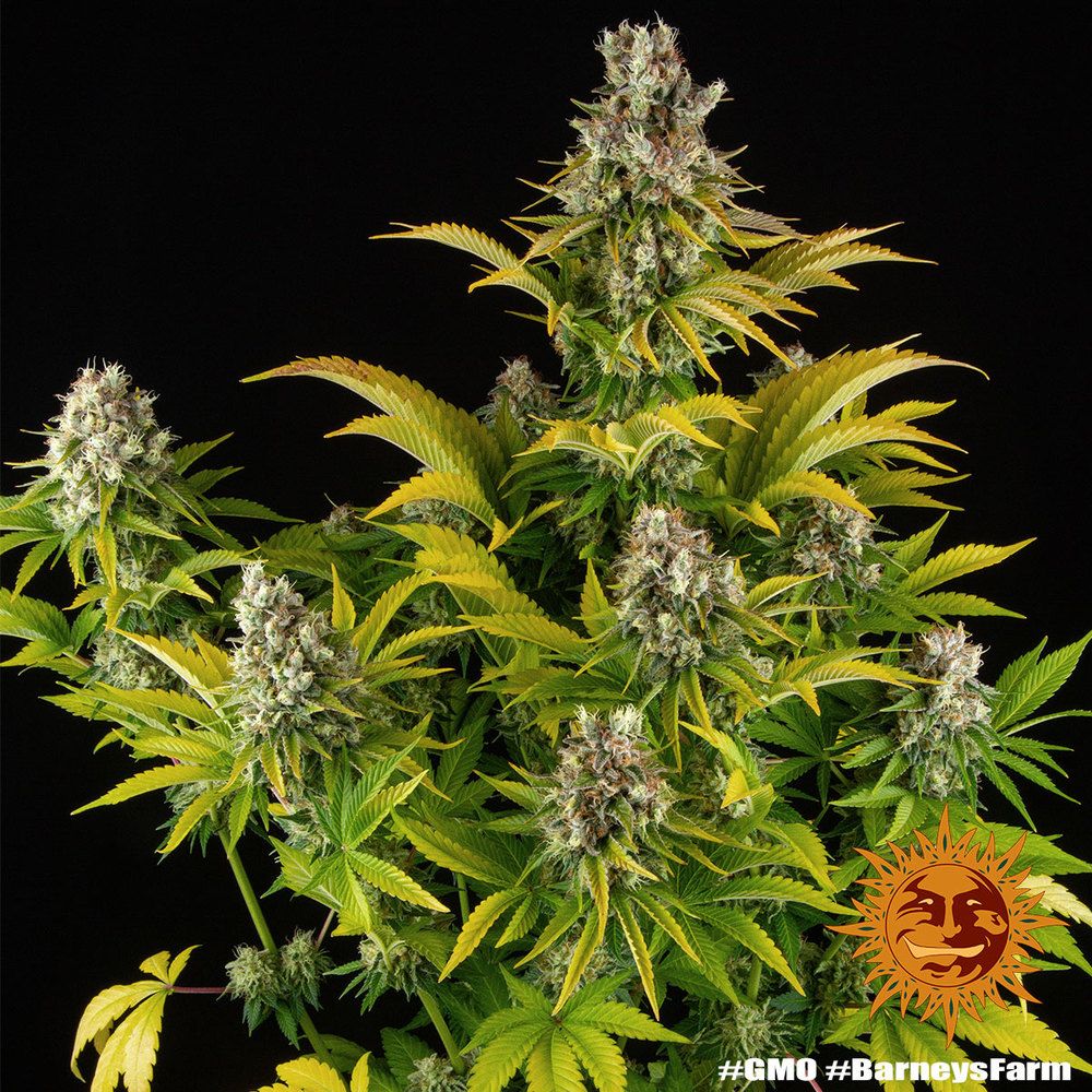 Barney's Farm - GMO (fem.)