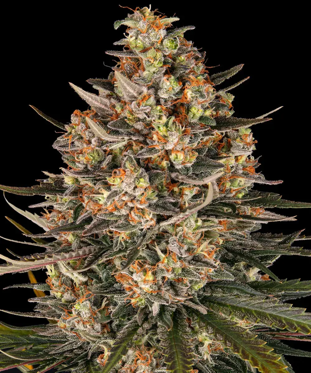 Barney's Farm - Lemon Drizzle (fem.)