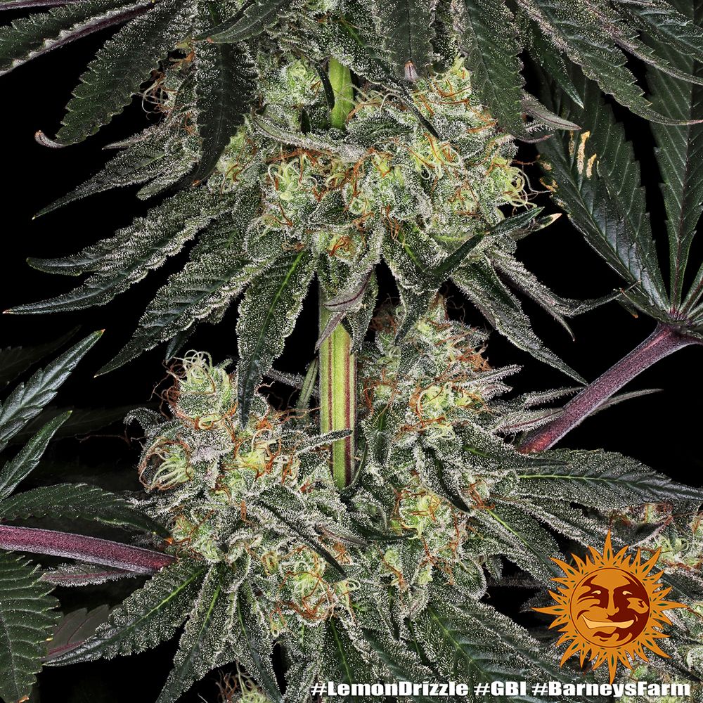 Barney's Farm - Lemon Drizzle (fem.)