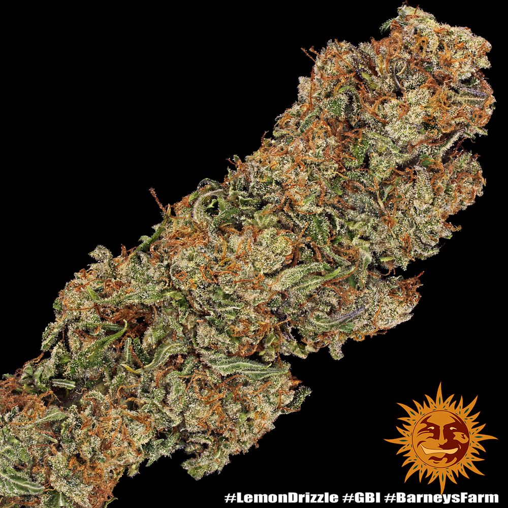 Barney's Farm - Lemon Drizzle (fem.)