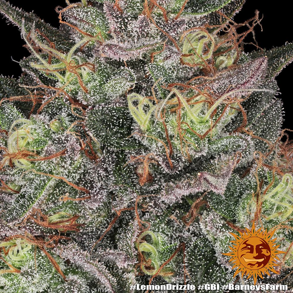 Barney's Farm - Lemon Drizzle (fem.)