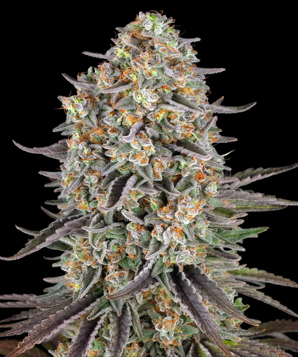 Barney's Farm - Sour Strawberry (fem.)