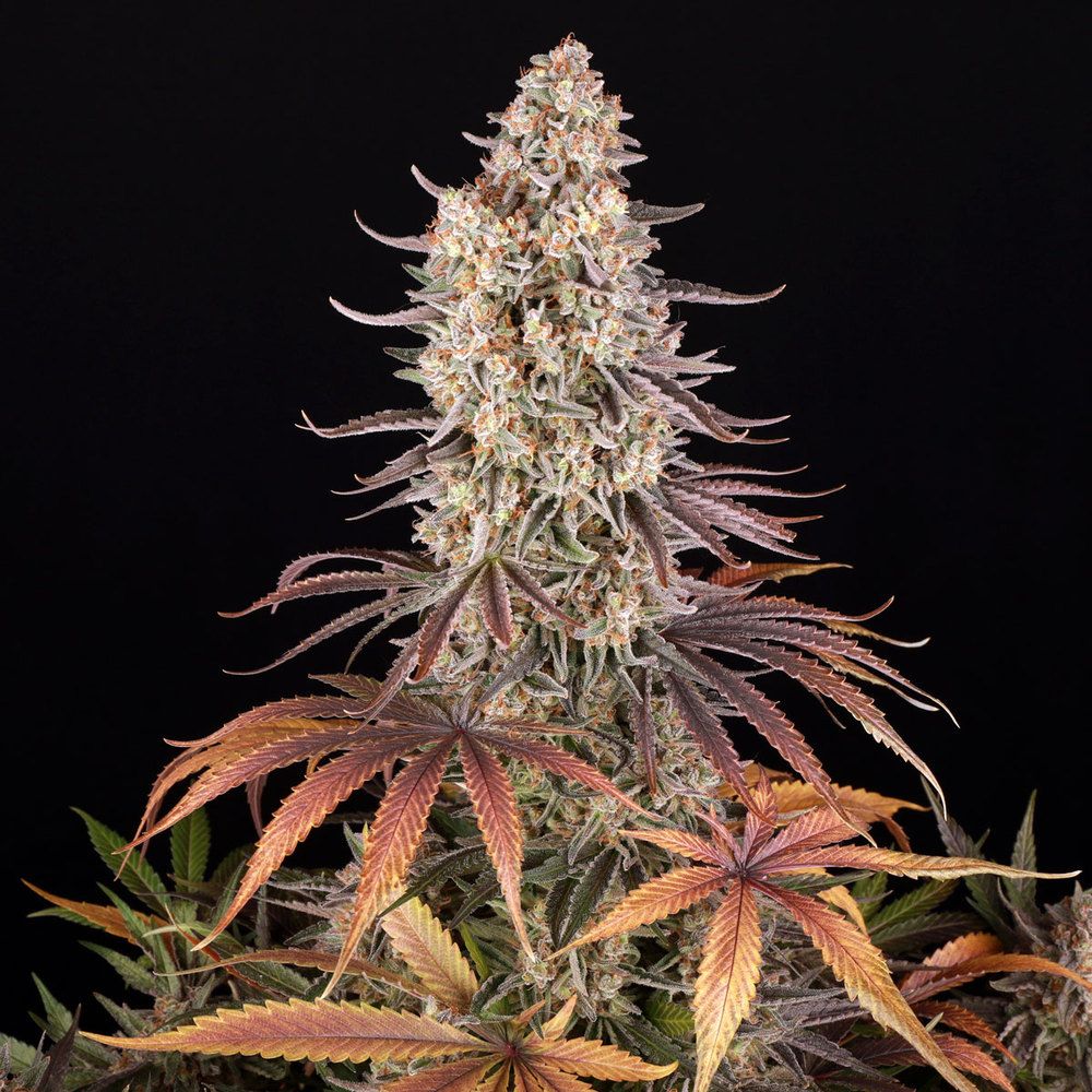 Barney's Farm - Sour Strawberry (fem.)